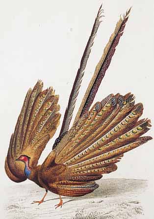 KONVOLUT VON 12 BLATT, MIT ALTKOLOR. KUPFER-STICHE AUS ATLAS DER ZOOLOGIE ORBIGNY PARIS, CA. 1840, MIT PRACHTVOLLEN VOGELDARSTELLUNGEN,TEILWEISE ...