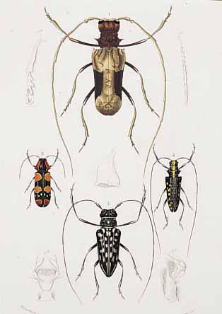 KONVOLUT VON 19 BLATT, MIT KäFERDARSTELLUN- GEN AUS DEM ATLAS DER ZOOLOGIE MIT ALTKOLOR. KUPFERSTICHEN, TEILWEISE BIS ZU 8 KäFERN AUF EINEM ...