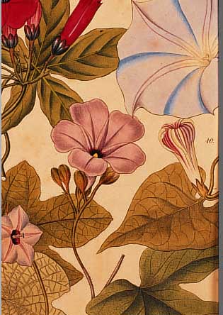 KONVOLUT V. 15 BLATT, MIT ALTKOLOR. KUPFER- STICHEN MIT PRACHTVOLLEN PFLANZEN- U. BLUMEN- DARSTELLUNGEN AUS DER ZEITSCHRIFT F. GäRTNER, BOTANIKER, ...
