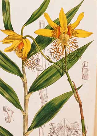 KONVOLUT VON 33 BLATT, MIT ALTKOLOR. LITHO. AUS CURTIS BOTANICAL MAGAZINE, LONDON 1878, MIT SEHR GUT ERHALTENEN PFLANZEN- UND BLUMEN- ...