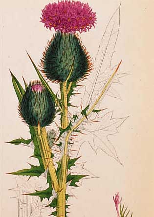 KONVOLUT VON 110 BLATT, MIT ALTKOLOR. LITHO., AUS DEM GR. ENGL. BOTANIKWERKS AUS BOSWELL SYME J. T. ENGLISH BOTANY, LONDON 1870, MIT ...