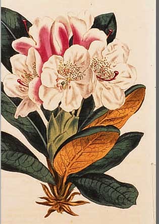 KONVOLUT VON 30 BLATT, DAVON 5 BLATT DOPPEL-BLATTGR. KUPFERSTICHE AUS CURTIS BOTANICAL MAGAZINE LONDON, CA. 1860, MIT PRACHTVOLLEN ...