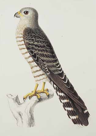 W.C.H. PETERS: NATURWISSENSCHAFTLICHE REISE NACH MOSAMBIQUE, 15 KOLORIERTE STAHLSTICHE UND LITHOS VON CA. 1860, KOMPLETTER VOGELTEIL,BLATTGR. JE ...