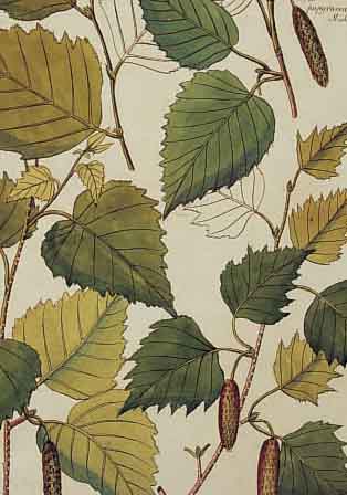 50 KUPFERSTICHE AUS DIETRICH: FLORA UNIVER- SALIS, UM 1825, ALTKOLORIERT, VERSCHIEDENE PFLANZENDARSTELLUNGEN, 31 X 17,5 CM