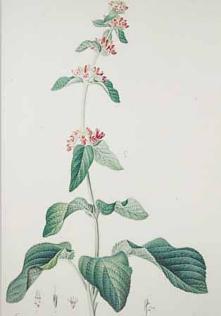 25 FARBKUPFERSTICHE AUS: HOFFMANNSEGG: FLORE PORTUGAISE, 1809, VERSCH. PFLANZENDARSTEL- LUNGEN AUF GROSSFORMATIGEN BLäTTERN, JE CA. 54X 35 CM