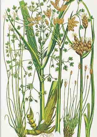FLOWERING PLANTS OF GREAT BRITAIN, BY ANNE PROTT, BAND VI, LONDON O. J. , ENDE 19. JH., MIT 67 ALTKOLORIERTEN LITHOGRAPHIEN VON GRäSERN UND ...
