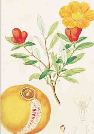 KONVOLUT VON 25 BLATT, MIT ALTKOLOR. KUPFER-STICHEN MIT PFLANZEN UND BLUMENDARSTELLUNGEN AUS ABBL. U. BESCHREIBUNG ALLER IN DER ...