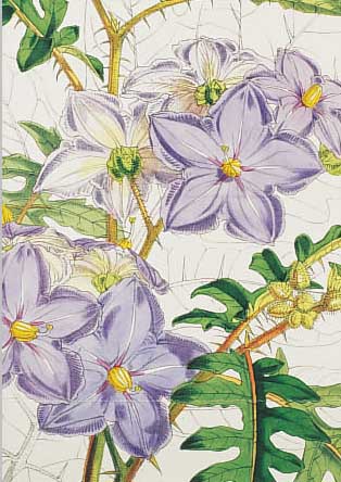 30 BLATT MIT ALTKOLOR. LITHO., AUS CURTIS BOTANICAL MAGAZINE, MIT üBERAUS GUT ERHALTENEN UND FARBENPRäCHTIGEN BLUMENDAR- ...