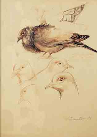 FANTIN-LATOUR, HENRI THEODORE JEAN IGNACE, 1836-1904, VOGELSTUDIE, TAUBENKöPFE UND SPATZ, LAVIERTE TUSCHEZEICHNUNG MIT RöTEL AUF PAPIER ...