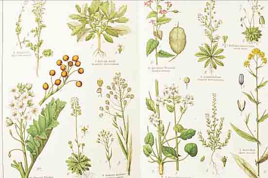 NATURGESCHICHTE DES PFLANZENREICHS, DR. V. SCHUBERT, NEU BEARBEITET V. DR. MORITZ WILL-KOMM, MIT 54 FEIN KOLORIERTEN DOPPELFOLIO- TAFELN, DAZU ...
