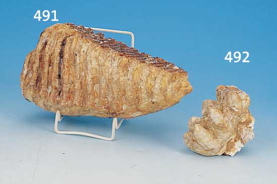ELEFANTENZAHN, CA. 120 MIO JAHRE, 6 X 9 CM