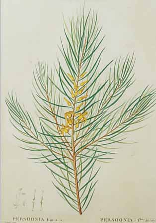 REDOUTE, UM 1810-30, VIER KOLORIERTE KUPFER-STICHE BEZ. PERSOONIA, BEST AUS: PERSOONIA LINCARIS (PERSOONIA à FILLèS LINèARIRES=, STECHER ...