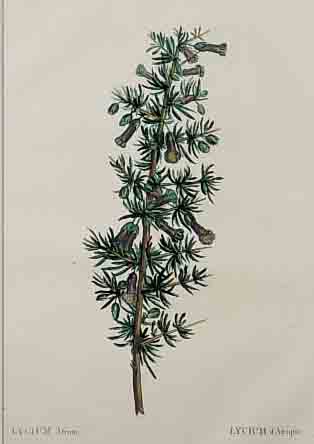 REDOUTE, UM 1810-30, 4 KOLORIERTE KUPFER- STICHE, BEZ. PERSOONIA, LYCIUM AFRUM (LYCIUM D'AFRIQUE), PAGE 107, STECHER MELLE BRENET ...