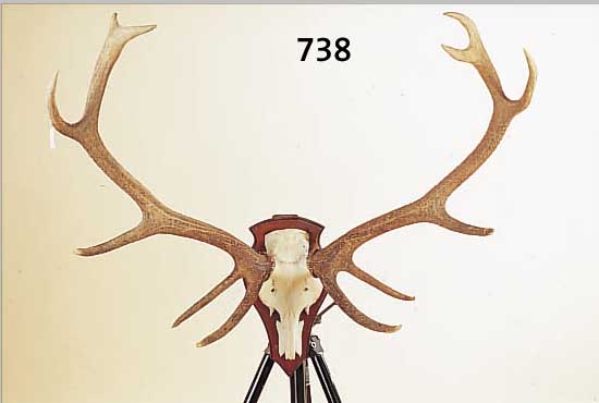 GROßES HIRSCHGEWEIH, WOHL ANFANG 20. JH., 12-ENDER, H. CA. 120 CM, B.103 CM