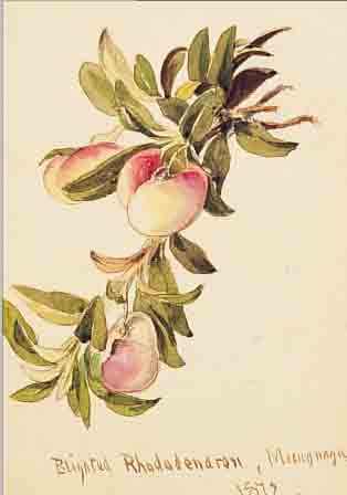 COMPTON, EDWARD THEODOR, 1849 LONDON-1921 FELDAFING, RHODODENDRON, AQUARELL AUF PAPIER, BEZ.: BLIGHTED ...