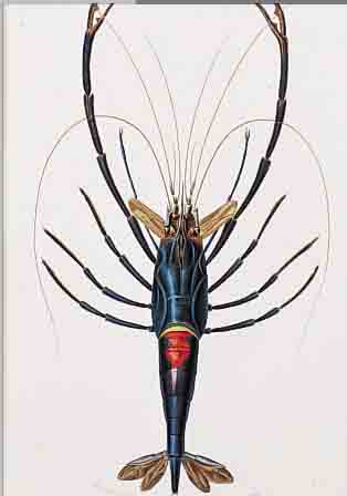 KONVOLUT VON 25 BLATT, ALTKOLOR. KUPFER- STICHEN AUS ATLAS DER ZOOLOGIE PARIS, CA. 1850, MIT TINTENFISCHEN, FLEDERMAUSARTEN, ...