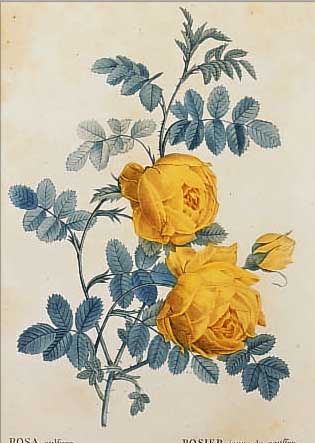 SECHS KUPFERSTICHE NACH REDOUTE, 19. JH., ROSENDARSTELLUNGEN, KOLORIERT, 20 X 14 CM UNTER GLAS, RAHMEN