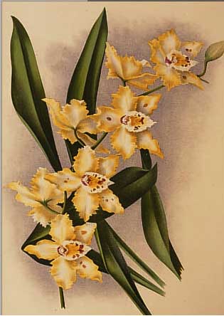 5 STICHE MIT ORCHIDEENDARSTELLUNGEN, 19. JH., KOLORIERT, CA. 31 X 22 CM, VERSCH. RAHMEN, PP.