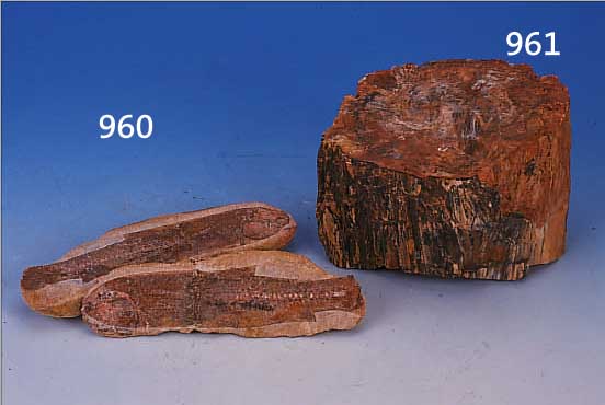 VERSTEINERTES HOLZ, FUNDORT NUBISCHE WüSTE, CA. 320 MIO JAHRE ALT, TEIL EINES BAUM- STAMMES MIT RESTEN DER RINDE UND ERKENNBAREN ...