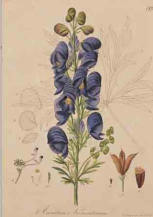 KONVOLUT VON 26 BLATT, MIT ALTKOLOR. KUPFER-STICHEN MIT PFLANZEN- UND BLUMENDARSTELLUNGEN AUS: ABBL. U. BESCHREIBUNG ALLER I. D. ...