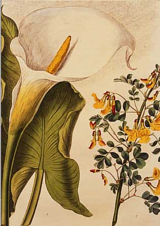KONVOLUT VON 12 BLATT, MIT ALTKOLOR. KUPFERSTICHEN MIT SEHR PRACHTVOLLEN UND FEIN- GESTOCHENEN BLUMENDARSTELLUNGEN IN SEHR GUT ERHALTENEM ...
