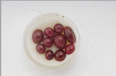 LOT RUBIN-CABOCHONS ZUS. CA. 50.00 CT, VERSCHR. GRößEN UND FORMEN