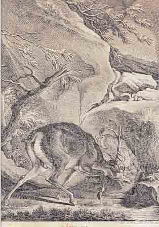 RIDINGER, JOH. ELIAS, KUPFERSTICH, LUCHS FäLLT EINEN HIRSCH AN, WASSERFLECKIG UND GEBRäUNT, CA. 30 X 24,5 CM, PP, U.GL., ...
