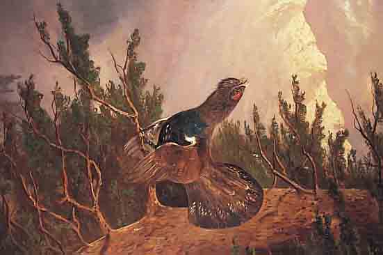 MüLLER, MORITZ JUN., MüNCHENER JAGDMALER, NACHGEWIESEN UM 1910-30, HIER: BALZENDER AUERHAHN IM HOCHGEBIRGE, ÖL/LWD., SIGN., DAT. 1913 U. ...