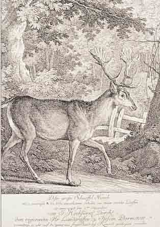 RIDINGER, JOH. ELIAS, KUPFERSTICH, DARST. EINES HIRSCHEN, CA. 27,5 X 24 CM, PP