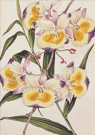 KONVOLUT VON 15 BLATT, MIT ALTKOLOR. KUPFER-STICHEN UND ALTKOLOR. LITHO AUS CURTIS, PAXTON UND FLORES DES SERRES, ALLE CA. 1850, MIT ...