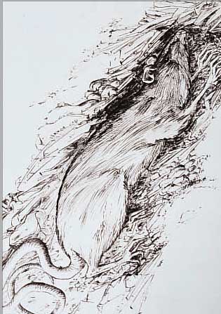 GüNTER GRASS, ORIGINALRADIERUNG, "DIE RATTE", SIGN., NUM. 17/60, 46 X 39 CM