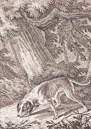 RIDINGER, JOH. ELIAS, ZWEI RADIERUNGEN AUS: NEUES THIERREICH BüCHL, 1. THEIL, ALLERLEI HUNDE VORSTELLEND, HIER: SCHWEISS-HUND UND GROßES ...