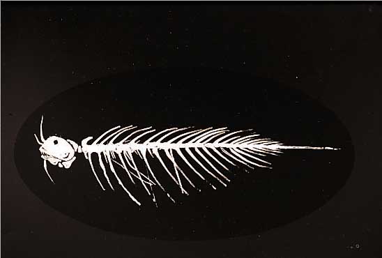 WUNDERLICH, P., 1927, FARBLITHOGR., FISCHSTILLEBEN, SIGN. U. NUM. 261/300, DAT. 29.10.80, CA. 56 X 75 CM