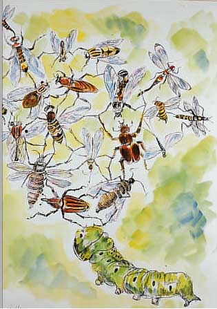 KRINNER, MICHAELA, GEB. 1915 WALDMüNCHEN, MEISTERSCHüLERIN OSKAR KOKOSCHKAS, INSEKTEN, AQUARELLIERTE TUSCHEZEICHNUNG, LI. U. SIGN. UND DAT. ...