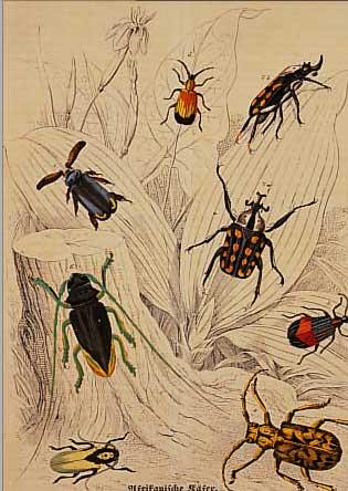 KäFERDARSTELLUNGEN, GROßES KONVOLUT CA. 30 FARBLITHOGRAPHIEN UM 1840/50, JA CA. 25 X 20, DAZU 10 WEITERE FARBDRUCKE VON KäFERN UM 1900,JE CA. 25 ...