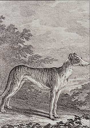 RIDINGER, JOH. ELIAS, 18. JH., ZWEI RADIERUNGEN MIT HUNDEDARSTELLUNGEN AS NEUES THIERREICH-BüCHL, JE CA. 16 X 13,5 CM, PP, U.GL., ...