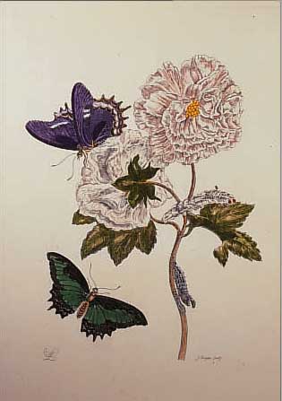KOLORIERTER KUPFERSTICH, NACH SLUYTER, UM 1830, BLUME MIT SCHMETTERLINGEN UND RAUPE, CA. 37 X 28 CM, U.GL., R.