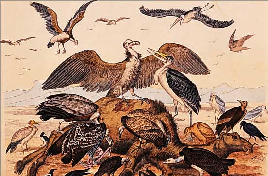 KONVOLUT AUS 10 ALTKOLORIERTEN LITHOGRAPHIEN, UM 1890-1900, MIT VERSCHIEDENEN TIERDAR- STELLUNGEN, ÜBERWIEGEND VON SCHACH (STUTTGART) BÄREN, ...