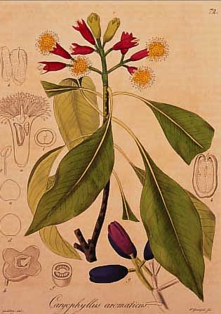 KONVOLUT VON 22 BLATT, MIT ALTKOLOR. KUPFERSTICHEN MIT PRACHTVOLLEN BLUMEN- UND PFLANZENDARSTELLUNGEN, ABB. U. BESCHREIBUNG ALLE I. D. ...