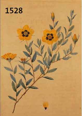 KOLORIERTER STICH VON REDOUTé, UM 1810-20, ROSA BERBERIFOLIA, GEBRäUNT, CA. 31 X 22 CM