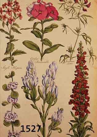 DREI KOLORIERTE PFLANZENKUPFERSTICHE, UM 1780-1800, GEBRäUNT, RäNDER KNITTERFALTIG, CA. 40 X 25 CM