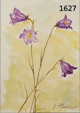 SIESIEBERT, GEORG, GEB. 1896 DRESDEN, WIESENGLOCKENBLUMEN, AQUARELL AUF PAPIER, RE. U. SIGN., CA. 23,5 X 16,5 CM, PP, U.GL.,R.