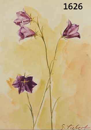 SIEBSIEBERT, GEORG, GEB. 1896 DRESDEN, WIESENGLOCKENBLUMEN, AQUARELL AUF PAPIER, RE. U. SIGN., CA. 23,5 X 16,5 CM, PP, U.GL.,R. DAZU ...