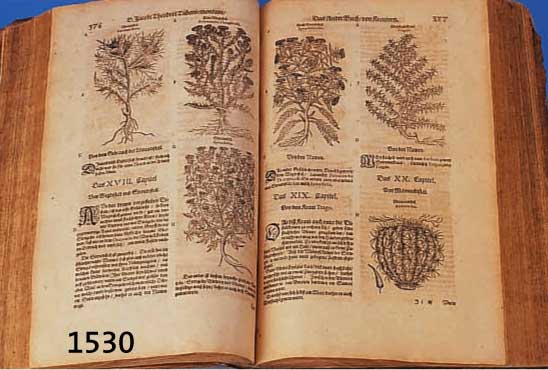 TABERNAEMONTANI, JAK. TH., KREUTERBUCH, NICOLAUM BASSAEUM FRANCKFURT/M., 1591, DURCHGEHEND ILLUSTRIERT MIT HOLZSTICHEN, MEISTMEHRERE PRO ...