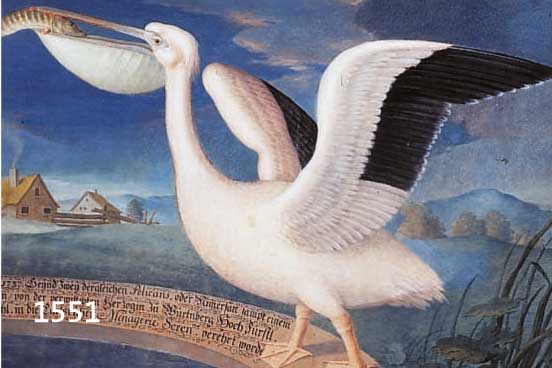 UNBUNBEKANNTER KÜNSTLER, DATIERT 1737, PELIKAN MIT BEUTEFISCH, GOAUCHE AUF PAPIER, MIT WIDMUNG, CA. 40 X 54 CM, U.GL., R.