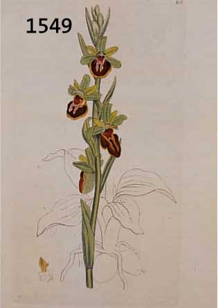 KONVOLUT VON 40 BLATT, MIT ALTKOLOR. KUPFER-STICHEN MIT BLUMEN- UND PFLANZENDARSTELLUNGEN AUS DEM GR. ENGL. BOTANIKWERK SOWERBY SMITH J. E. ...