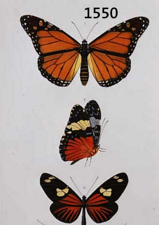 KONVOLUT VON 18 BLATT, MIT ALTKOLOR. KUPFER-STICHEN AUS ATLAS DER ZOOLOGIE, CHARLES ORBIGNY PARIS, CA. 1850, MIT PRACHTVOLLEN ...