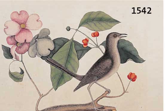 ALTKOLOR. KUPFERSTICH, UM 1720, AUS DEM BUCH THE BIRDS OF CAROLINA, GATSBY, VOGELDARST. MIT BLUMEN U. BEEREN, U. RE. BEZ. TURDUS MINOR- THE ...