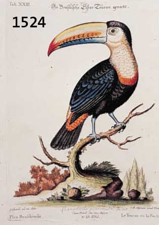 ALTKOALTKOLOR. KUPFERSTICH, SELIGMANN, NÜRNBERG, UM 1749, SCHÖNE VOGELDARST. AUF AST, BEZ. PICA BRAFILIENSIS, LE TOUCAN OU LA PIE DU BREFIL, ...