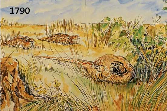 DAHDAHLEM, JOSEF, 1872-1955, FASANEN IM FELD, AQUARELL UND TUSCHE, LI. U. SIGN., DAT. 27, CA. 32,5 X 50 CM, PP, U.GL.,R.